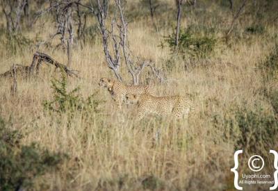 Cheetah resting Madikwe Game Reserve one of only five in reserve South Africa