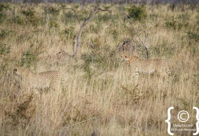 Cheetah resting Madikwe Game Reserve one of only five in reserve South Africa