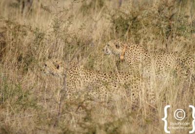 Cheetah resting Madikwe Game Reserve one of only five in reserve South Africa