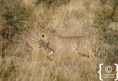 Rare cheetah sighting open ground Madikwe Game Reserve malaria-free South Africa