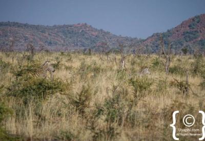 Rare cheetah sighting open ground Madikwe Game Reserve malaria-free South Africa