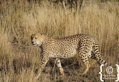 Cheetah perfectly camouflaged in long grass Madikwe Game Reserve South Africa