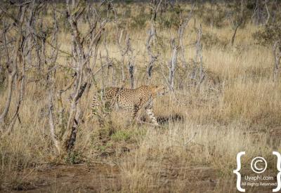 Cheetah hunt sequence Madikwe Game Reserve rare wildlife encounter South Africa