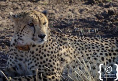 Cheetah hunt sequence Madikwe Game Reserve rare wildlife encounter South Africa