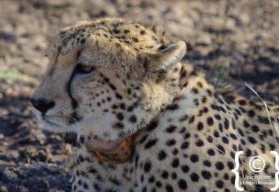 Cheetah hunt sequence Madikwe Game Reserve rare wildlife encounter South Africa