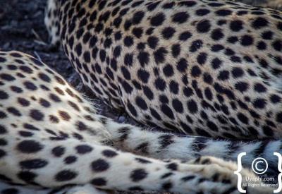 Cheetah in golden afternoon light Madikwe Game Reserve North West South Africa