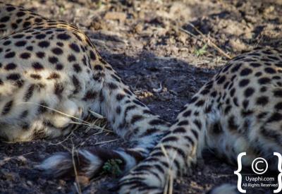 Cheetah in golden afternoon light Madikwe Game Reserve North West South Africa