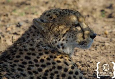 Cheetah in golden afternoon light Madikwe Game Reserve North West South Africa
