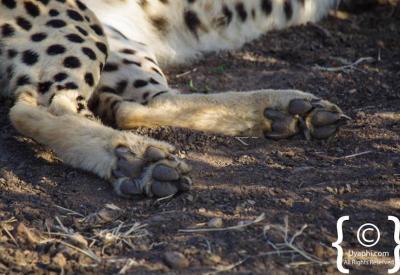 Endangered cheetah Madikwe Game Reserve rare Big Five plus South Africa safari