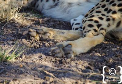 Endangered cheetah Madikwe Game Reserve rare Big Five plus South Africa safari