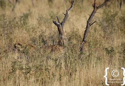 Cheetah close-up portrait tear markings Madikwe Game Reserve North West South Africa