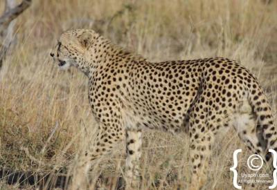 Cheetah close-up portrait tear markings Madikwe Game Reserve North West South Africa