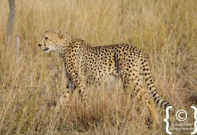 Pair of cheetahs rare sighting Madikwe Game Reserve South Africa malaria-free safari