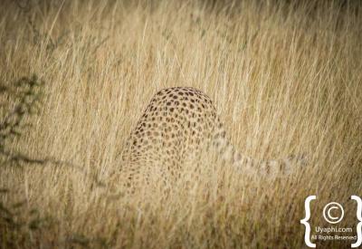 Pair of cheetahs rare sighting Madikwe Game Reserve South Africa malaria-free safari