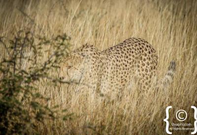 Cheetah stalking prey on hunt Madikwe Game Reserve South Africa rare wildlife sighting