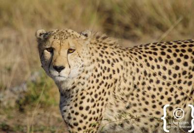 Cheetah stalking prey on hunt Madikwe Game Reserve South Africa rare wildlife sighting