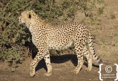 Cheetah gliding silently through Madikwe Game Reserve bushveld South Africa