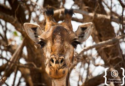 Giraffe towering above bushveld Madikwe Game Reserve South Africa wildlife