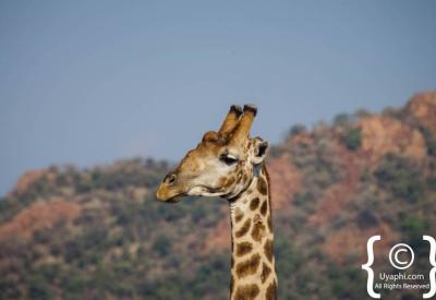 Giraffe mother with young calf Madikwe Game Reserve South Africa safari