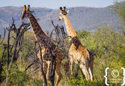 Giraffe mother with young calf Madikwe Game Reserve South Africa safari