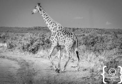 Giraffe drinking at waterhole splayed legs Madikwe Game Reserve South Africa