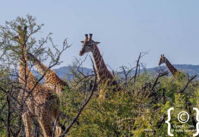 Giraffe silhouette against African sunset Madikwe Game Reserve South Africa