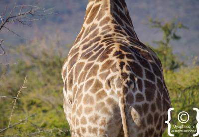 Giraffe silhouette against African sunset Madikwe Game Reserve South Africa