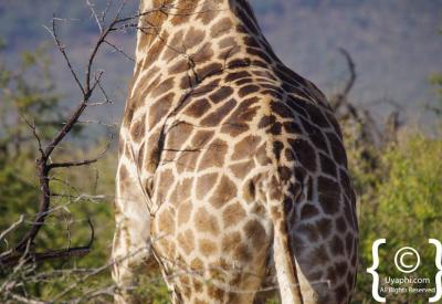 Multiple giraffe open savannah Madikwe Game Reserve malaria-free South Africa safari