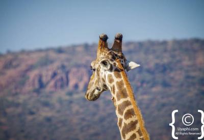 Multiple giraffe open savannah Madikwe Game Reserve malaria-free South Africa safari