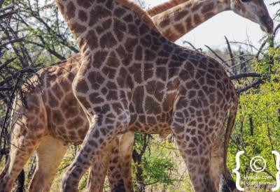 Giraffe full body side profile Madikwe Game Reserve North West Province South Africa