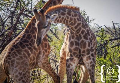 Giraffe full body side profile Madikwe Game Reserve North West Province South Africa