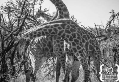 Giraffe wildlife photography Madikwe Game Reserve South Africa