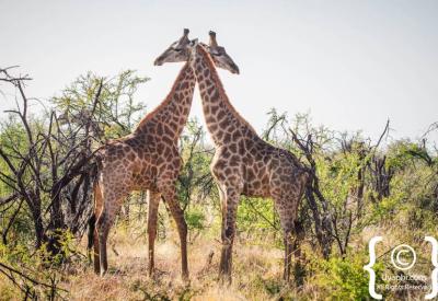 Giraffe wildlife photography Madikwe Game Reserve South Africa