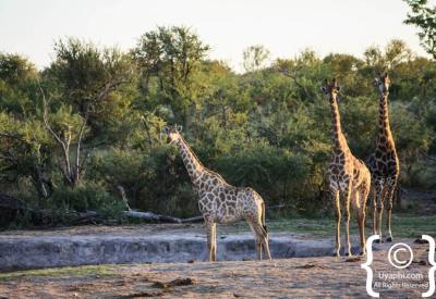 Giraffe close-up portrait unique coat pattern Madikwe Game Reserve South Africa