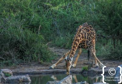 Giraffe browsing acacia trees Madikwe Game Reserve North West Province South Africa