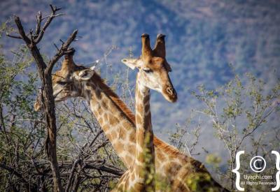 Herd of giraffe walking through savannah Madikwe Game Reserve South Africa