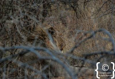Male lion portrait Big Five Madikwe Game Reserve North West Province South Africa