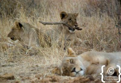 Lion cubs playing Madikwe Game Reserve malaria-free family safari South Africa