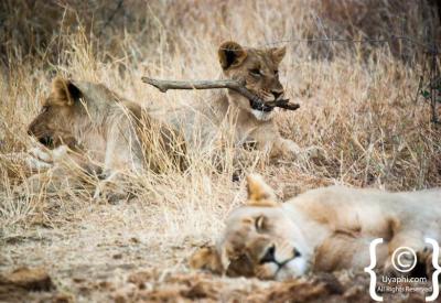 Lion cubs playing Madikwe Game Reserve malaria-free family safari South Africa