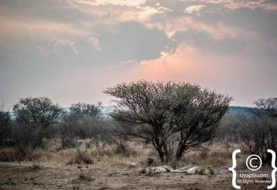 Lion cubs playing Madikwe Game Reserve malaria-free family safari South Africa