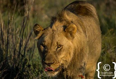 Lions on kill Madikwe Game Reserve Big Five wildlife sighting South Africa