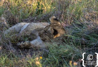 Lions on kill Madikwe Game Reserve Big Five wildlife sighting South Africa