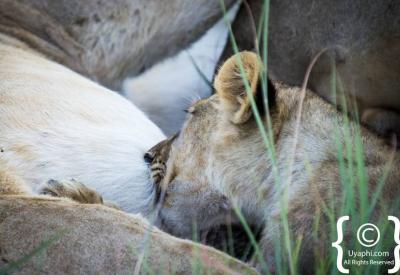 Lions on kill Madikwe Game Reserve Big Five wildlife sighting South Africa