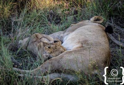 Lion yawning showing teeth Madikwe Game Reserve Big Five South Africa safari