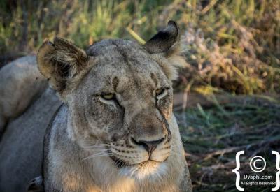 Lion yawning showing teeth Madikwe Game Reserve Big Five South Africa safari
