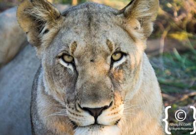 Lions drinking at waterhole Madikwe Game Reserve Big Five South Africa
