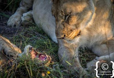 Lions drinking at waterhole Madikwe Game Reserve Big Five South Africa