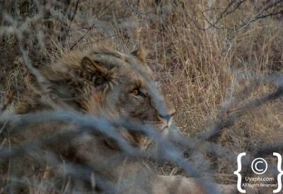 Male lion portrait Big Five Madikwe Game Reserve North West Province South Africa