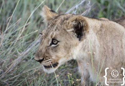 Lions drinking at waterhole Madikwe Game Reserve Big Five South Africa