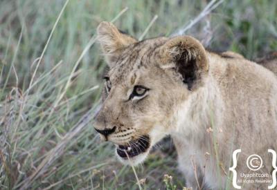 Lion walking on bush road Madikwe Game Reserve Big Five game drive South Africa